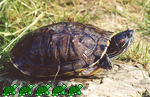 Evolución de las tortugas