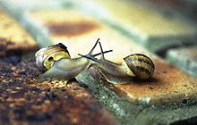 Reproduccion del caracol común (Helix pomatia)