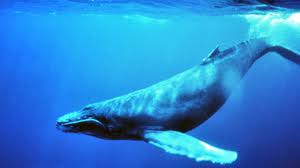 El pene de la ballena azul