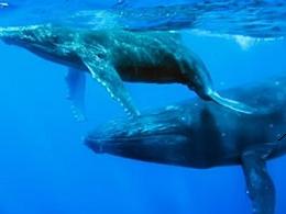 La eyaculación de la ballena azul