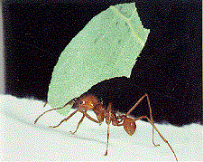 Hormigas Cortadoras
