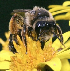 El aparato digestivo de las abejas