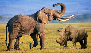 Sin elefantes ni rinocerontes se reduce la biodiversidad