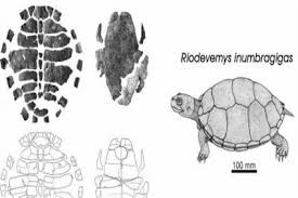 Hallan en Teruel fósiles de una especie de tortuga coetánea del