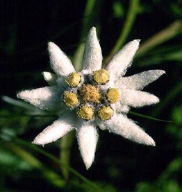 Adaptaciones de la flor de las nieves o Edelweiss