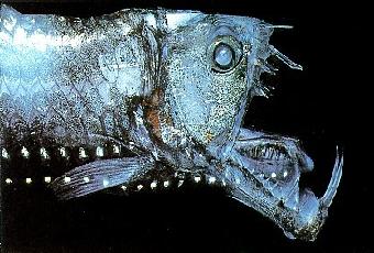 Adaptación del Chauliodus sloani o pez víbora